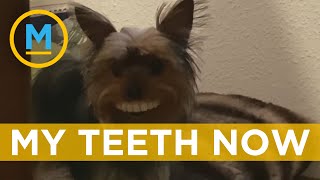 Yorkie stole fake teeth from its owner and looks hilarious when wearing them  Your Morning [upl. by Akihsal]