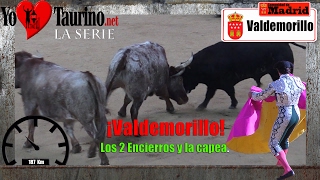 valdemorillo 2017 El toro que pegaba a los Cabestros [upl. by Millian]