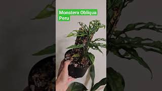 Monstera Obliqua Peru [upl. by Rosenberger]