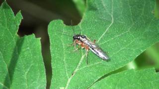 Sawfly Tenthredinidae Tenthredo Feeding [upl. by Antin]