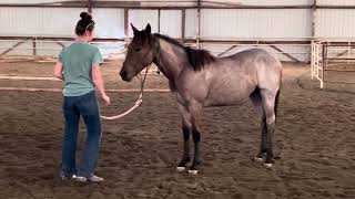 AQHYA InHand Trail Video [upl. by Bully]