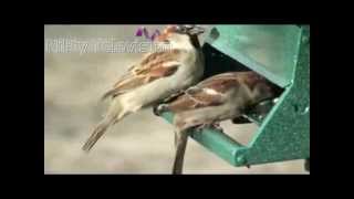 The House Sparrow Passer domesticus Sittu Kuruvi [upl. by Jepson]