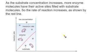 Substrate Concentration [upl. by Ike17]