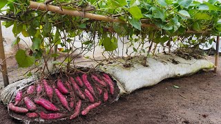 Why do sweet potatoes grown in soil bags have so many large tubers [upl. by Yspyg114]