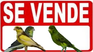 SE VENDE CANARIOS TIMBRADOS VENDIDOS [upl. by Sacrod]