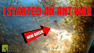 Oh No  I Started an Ant War [upl. by Yehudit]