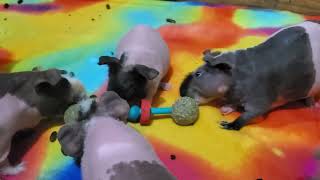 Guinea pigs have fun with new toy cavy cavylover guineapig guineapigslove rodent skinnypig [upl. by Asquith]