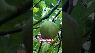 Organic Figs figs organicfruit figtree gardening fruit organicgardening [upl. by Elpmet]