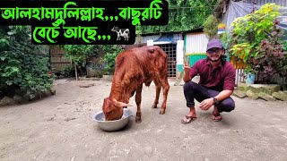 আলহামদুলিল্লাহবাছুরটি বেচেঁ আছে🐄 [upl. by Einej68]