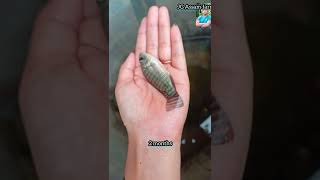 Tilapia fish life cycle  tilapia fish farming  farm and fish how to make money by farming tilapia [upl. by Gierk]