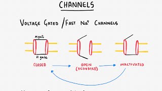 Action Potential 1 Neuronal AP [upl. by Varuag]