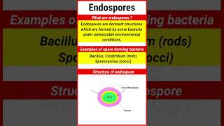 Endospores  Examples of endospore forming Bacteria  Structure of endospore  shorts [upl. by Agle]