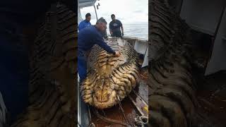 Giant Sea Monsters Caught by Fishermen 🐙🎣GiantSeaCreatures FishingDiscoveries OceanMysteries [upl. by Phelips527]