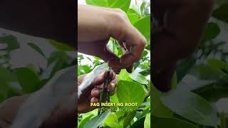 Eviarc Sweet Jackfruit inarching method [upl. by Corri]