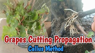 Grapes Cuttings Propagation  Callusing Method  Brazilian hybrid [upl. by Dihgirb95]