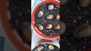 How to Germinate  Breadnut Seeds Artocarpus Camansi [upl. by Ardnaxila]