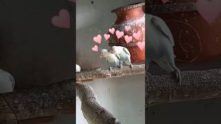 African Lovebirds Breeding Tips 😍😍 [upl. by Nytsirt]