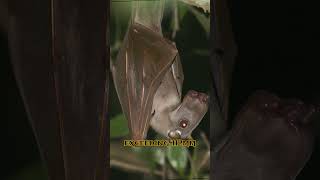 Creepy and scary Hammerheaded Bat part 1 [upl. by Eryt]