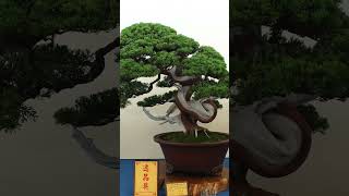 Taiwanese Bonsai inspiration taiwan penjing bonsai [upl. by Tybie397]