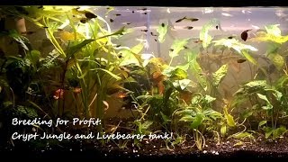 Breeding for Profit Advice and my 20L Cryptocoryne Jungle [upl. by Pauline]