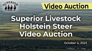 Superior Livestock Holstein Steer Auction  October 4 2023 [upl. by Angeline184]