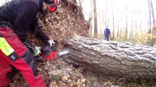 Cutting an uprooted tree  Jonsered 2045 [upl. by Romney]