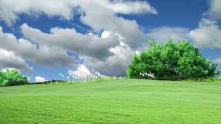 Natural Grass Field Background Video  Grass with Natural Motion Background BSmotion [upl. by Rehpotsrihc]