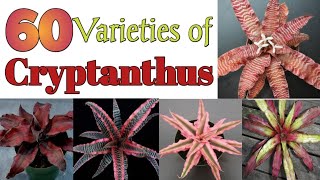 60 Varieties of Cryptanthus Plant with Names  Plant and Planting [upl. by Lacombe321]