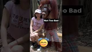 Funny Video  Happy Orangutan Takes Photo with Pretty Girl 02 [upl. by Robinette555]