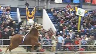 Belgian Stallion at Harrisburg Sale 2012 [upl. by Duhl606]