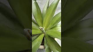 How to propagate agave plants [upl. by Loram]