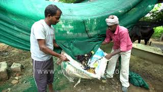 Organic Jamun or jambolan harvesting  How to pluck the fruit without spoilage and low contact [upl. by Draner]