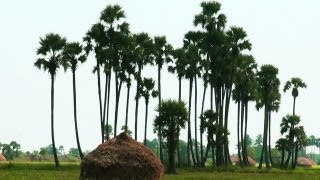 A Village in Andhra Pradesh [upl. by Fortier]