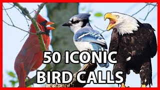 50 Iconic Bird Sounds [upl. by Yrek41]