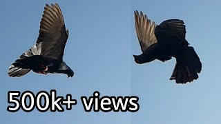 Roller pigeon part 7  Amazing stunts of Tumbler pigeons  Girebaaz kabutar  NEEL BIRDS [upl. by Hamlani]