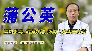 分享中药蒲公英，功效清热解毒、消肿散结，但有两类人应用要注意 [upl. by Desireah]