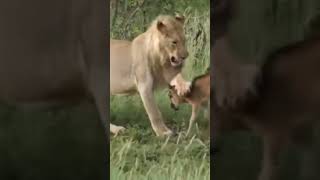 LION Defies Harsh Rule of Preditorship of the WILDLIFE heartwarmingfriendship animalfriendship [upl. by Jueta]