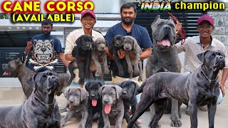 Cane Corso Italian Mastiff Dog Breed  Puppies Available  Corso Kennel Best Breed in South Indian [upl. by Viviana]