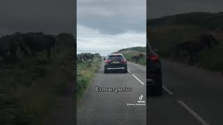 Exmoor ponies crossing the A39 exmoor [upl. by Garda]