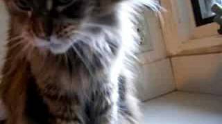 Maine Coon Cat Eating Peanut Butter [upl. by Aihk]