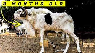 Fastest Biggest sheep breed in Africa [upl. by Ataynek742]