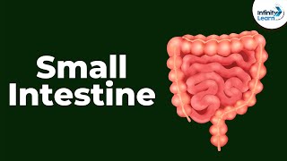 Small Intestine  CBSE 11 [upl. by Akirret279]