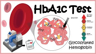 HbA1c Test  Glycosylation of haemoglobin  Diabetes [upl. by Auerbach]