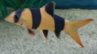 Clown loach care guide  how to care tank mates feeding and breeding clown loaches [upl. by Karil]