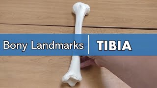 bony landmarks of the tibia [upl. by Cirad]