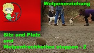 FOLGE 11 Welpenerziehung Sitz und Platz beibringen und Welpenfrechheiten stoppen Teil2 [upl. by Aney]