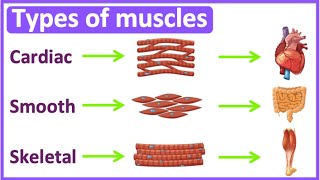 Types of muscles 💪  Cardiac smooth amp skeletal muscle  Easy learning video [upl. by Lalla80]