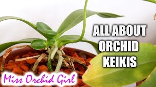 All about Orchid keikis  Video request [upl. by Assinna]