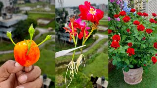 How to propagation new Rose flower color from Red Rose flower bud  New hormone [upl. by Brozak498]