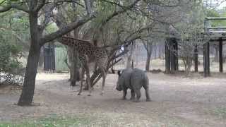 A giraffe kicked a naughty rhino ORIGINAL VIDEO [upl. by Joey]